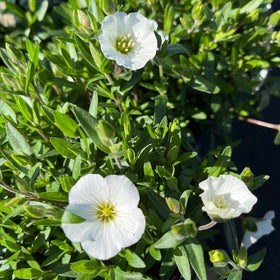 Plants