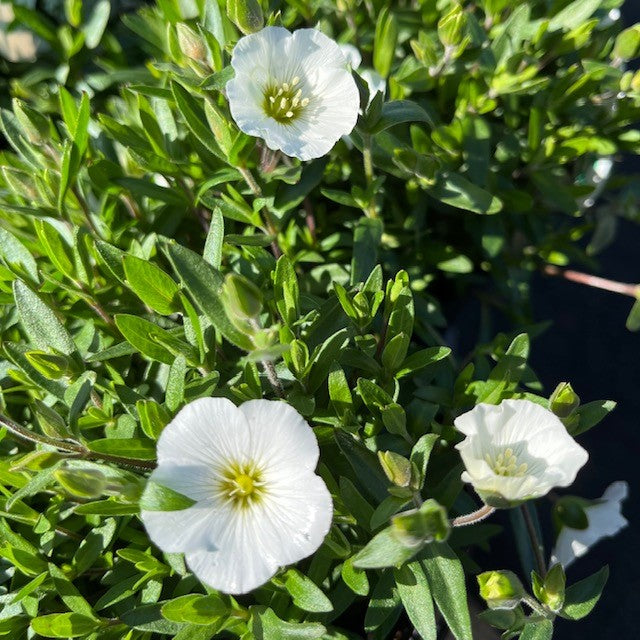 ARENARIA WHITE DOVE
