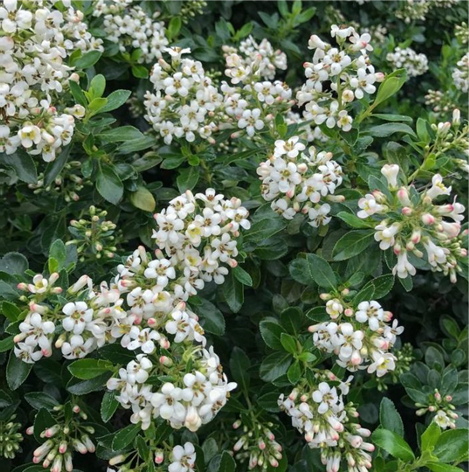 ESCALLONIA WHITE HEDGE EDGE