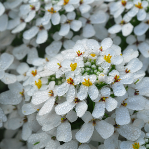 IBERIS WHITEOUT