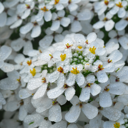 IBERIS WHITEOUT