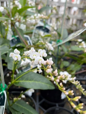 HARDENBERGIA WHITE OUT