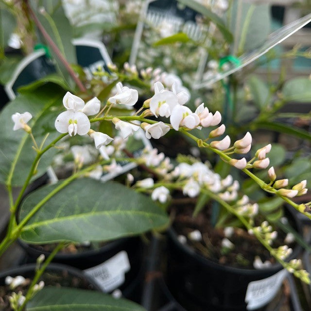 HARDENBERGIA WHITE OUT