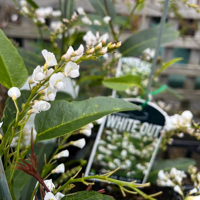 HARDENBERGIA WHITE OUT