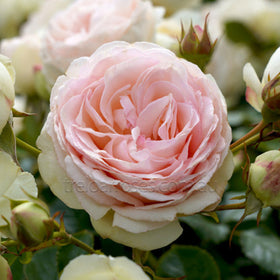 Roses - Climbers