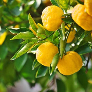 A cluster of yellow citrus fruits on a tree with green leaves.